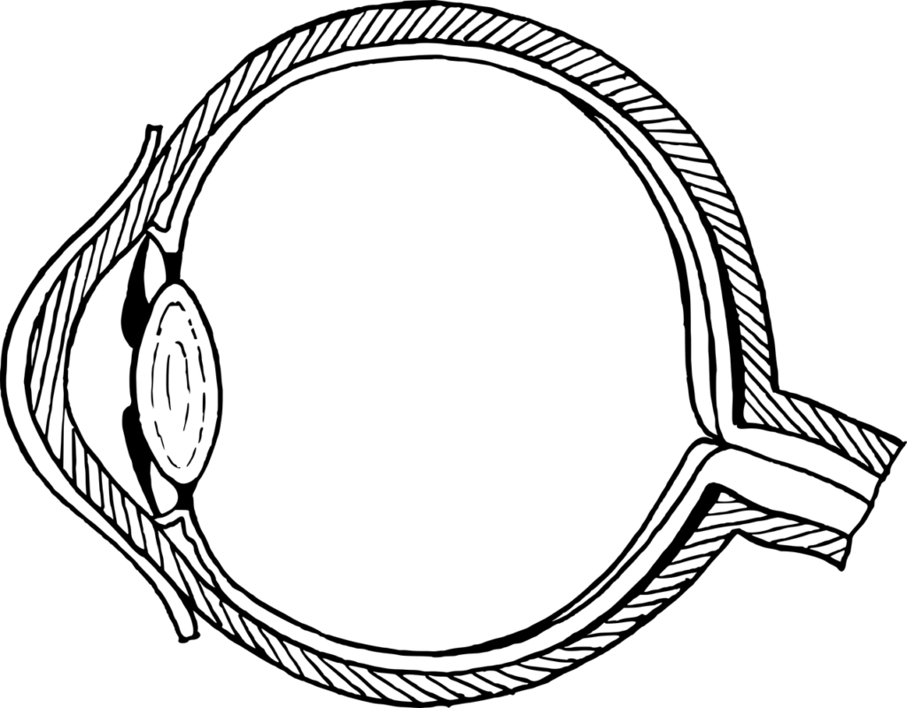 diagram showing inner structure of human eye